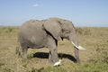 Elephant walking with aigrette