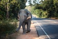 Elephant walking along main road Royalty Free Stock Photo