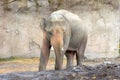 An elephant walking around at a zoo Royalty Free Stock Photo