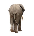 Elephant walking away Royalty Free Stock Photo