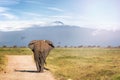Elephant Walking Away to Mt Kilimanjaro Royalty Free Stock Photo
