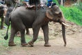 A elephant walking Royalty Free Stock Photo