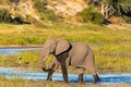 An elephant is walking through the Boteti river