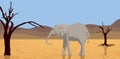 Elephant walking in desert Royalty Free Stock Photo