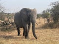 an elephant walking in a field of dry grass with trees Royalty Free Stock Photo