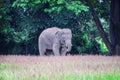 Elephant walking in a green rice field, show skill of elephant stand on narrow ridge Royalty Free Stock Photo