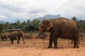 Elephant walking in the jungle on the mountain and trees background Royalty Free Stock Photo