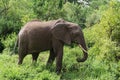 Elephant walking in Lake Manyara NP Royalty Free Stock Photo