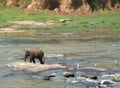Elephant walking in Maha Oya river