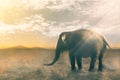 Elephant walking in the middle of the desert Royalty Free Stock Photo