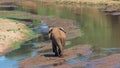 Elephant walking in a river in an African landscape