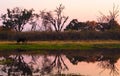 Elephant walking on riverbank during sunset