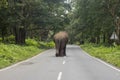 Indian Elephant Elephas maximus indicus
