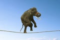 Elephant Walking On Rope. Royalty Free Stock Photo