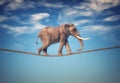 Elephant walking on a rope Royalty Free Stock Photo