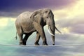 Elephant walking on a rope Royalty Free Stock Photo