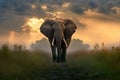 Elephant walking through the savana at sunset. Amazing African wildlife. Generative Ai Royalty Free Stock Photo