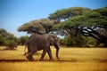 Elephant walking through the savannah Royalty Free Stock Photo