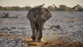 Elephant walking scenic scape with giraffes