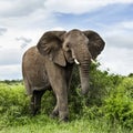 Elephant walking, Serengeti Royalty Free Stock Photo