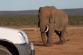 Elephant walking toward tourist vehicle Royalty Free Stock Photo