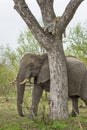 An elephant walking beside a tree in which a leopard lies sleeping.