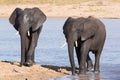 Elephant walking in water to have a drink and cool down on hot d Royalty Free Stock Photo