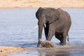 Elephant walking in water to have a drink and cool down on hot d Royalty Free Stock Photo