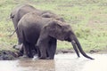 Elephant walking in water to have a drink and cool down on hot d Royalty Free Stock Photo