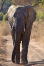 Elephant walking in Welgevonden Game Reserve South Africa Royalty Free Stock Photo