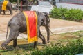 Elephant walking Royalty Free Stock Photo