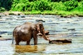 The elephant walks along the river during bathing. Pinnawala Elephant Orphanage. Royalty Free Stock Photo