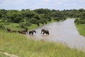 Elephant leading group of elephants across a river Royalty Free Stock Photo