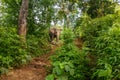 An elephant walks in the middle of the jungle in Chiang Mai Thailand
