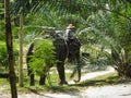 An elephant walks through the jungle with the drover. View from the side. Thailand