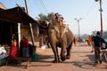 Indian elephant walks on the old city street