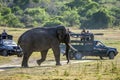 An elephant walks past tourist jeeps in Minneriya National Park in Sri Lanka in the late afternoon.