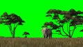 Elephant walks through the savanne - green screen