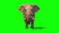 Elephant Walks Static Front Green Screen 3D Rendering Animation