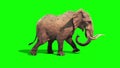 Elephant Walks Static Side Green Screen 3D Rendering Animation