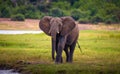 Elephant walks to the Chobe River in Chobe National Park, Botswana Royalty Free Stock Photo