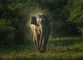 Elephant wandering in a field with vegetation in Sri Lanka