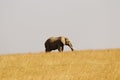 Elephant wandering in a safari covered with golden grass