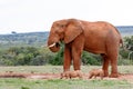 Elephant and warthogs drinking water