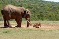 Elephant and warthogs drinking water