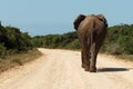 This elephant is waling along dirt road