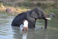 Elephant wash