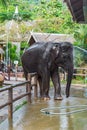 Elephant wash with water from a hose