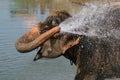 Elephant washing