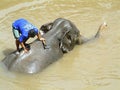 Elephant washing, Thailand